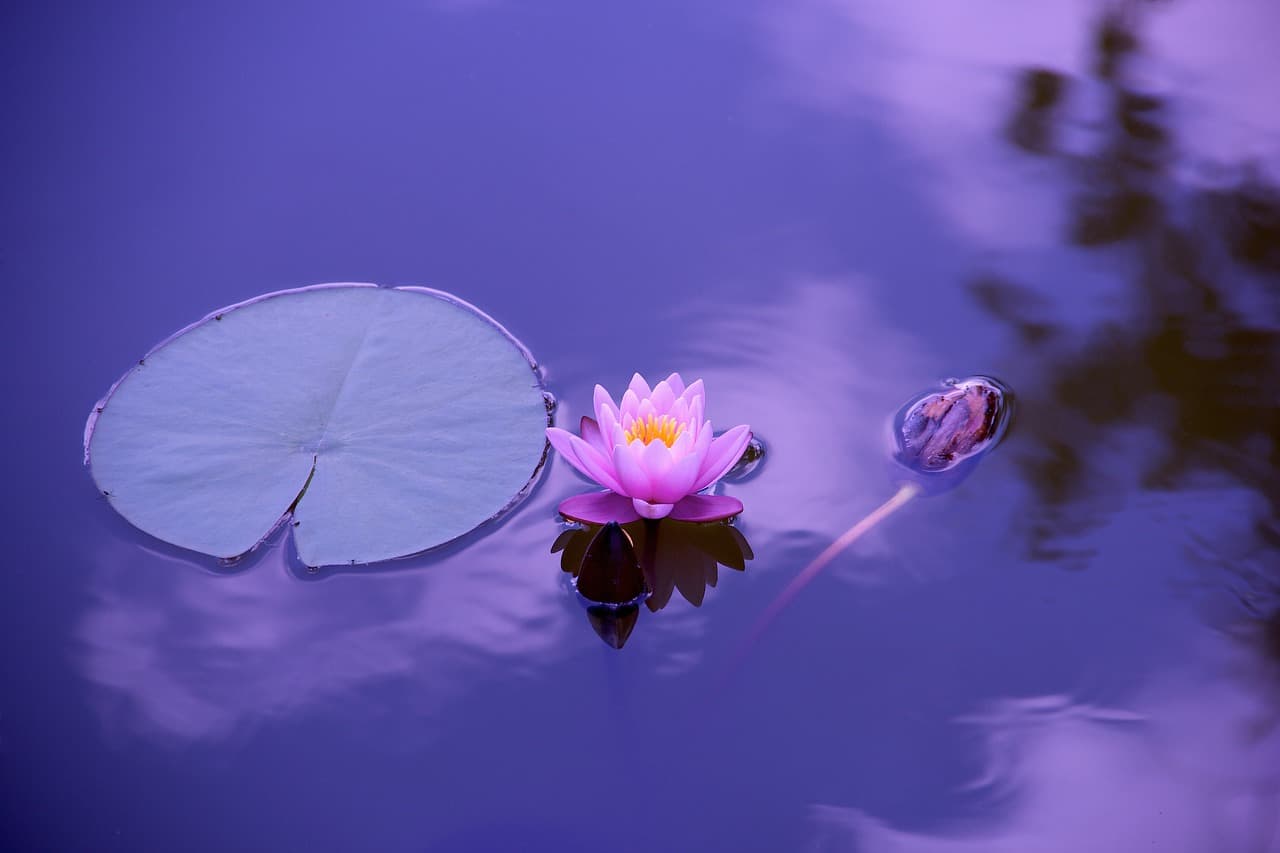 Lotus op het water — Yin Yoga